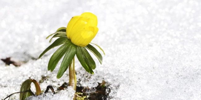 First flower in spring