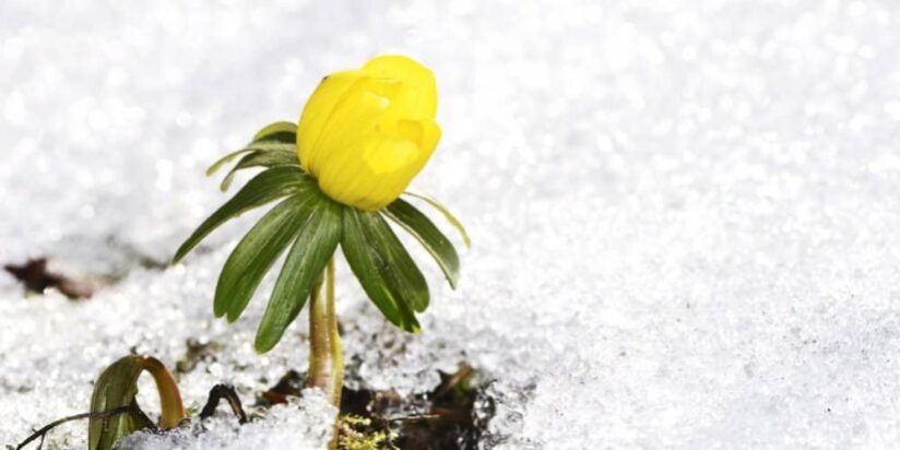 First flower in spring